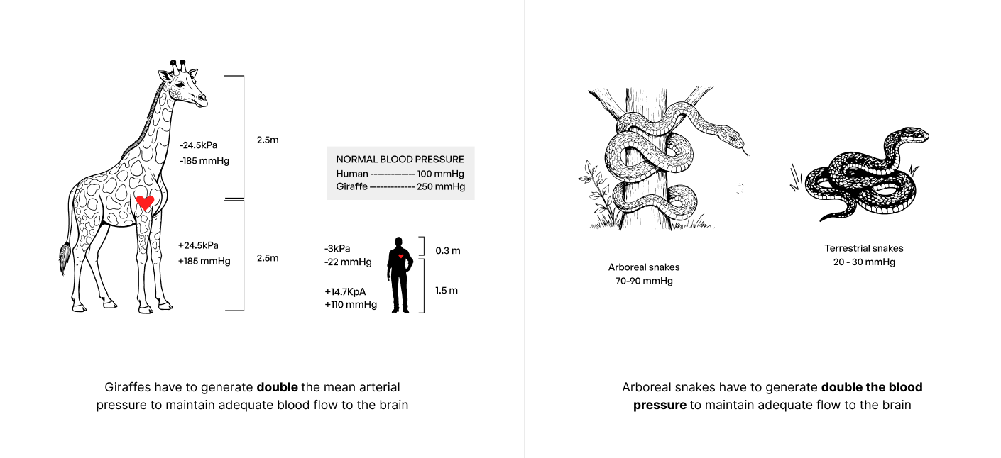 giraffe snake blood pressure
