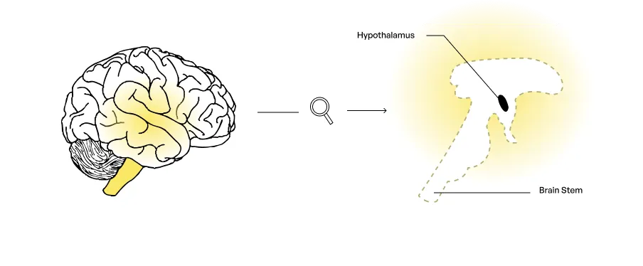 brain-hypothalamus